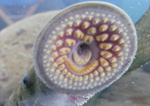 Sea Lamprey Mouth 