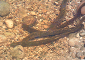 Sea Lamprey Spawning on Nest