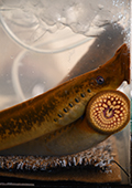 Sea Lamprey Mouth