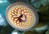 Sea lamprey mouth