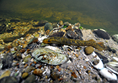 Sea Lamprey Attached to Rock