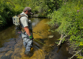 Sea Lamprey Assessment