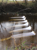 Sea Lamprey Transformer Net