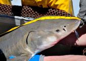 Measuring Lake Sturgeon