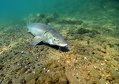 Lake Sturgeon