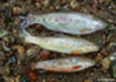 Trout Comparison