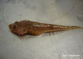 Sculpin from Lake Huron