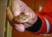 Sculpin from Lake Huron