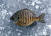 Bluegill