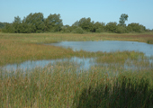 Cheboygan Wetland