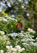 Monarch Butterfly